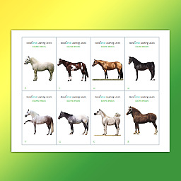 common-equine-breeds-flashcards