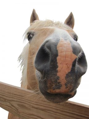 helpful horse face