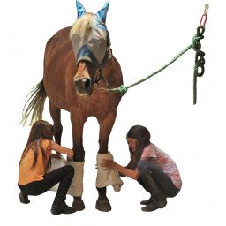 HorseSense-students-practicing-bandaging-skills