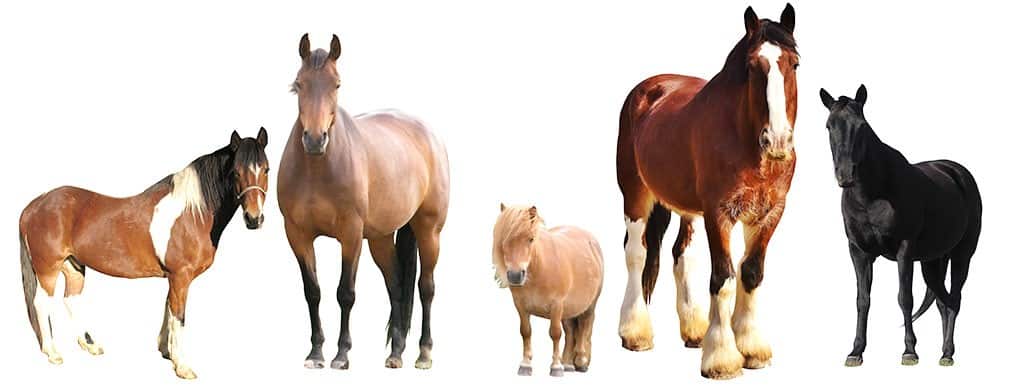 lesson horses of different breeds and sizes