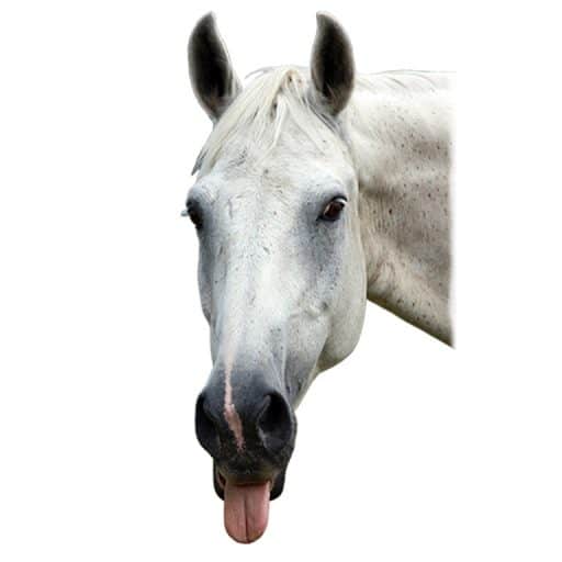 lesson horse give us the raspberry