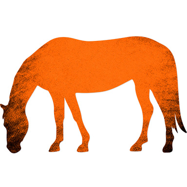 Levels Ponies Hs Web Orange