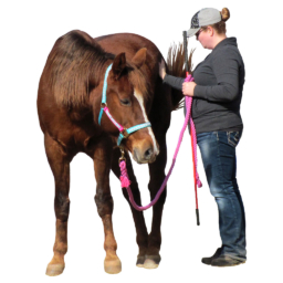 pink level adult student doing groundwork with horse