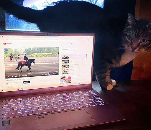 Virtual Horsemanship Lessons Youtube